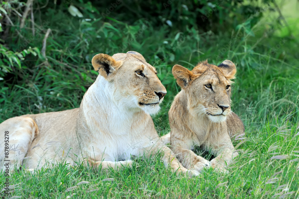 Lion in the grass of Masai Mara, Kenya Lion in the grass of Masai Mara, Kenya