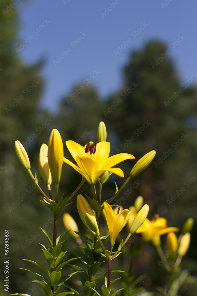 Luxury flowers of light yellow lilies on a flowerbed - obrazy, fototapety, plakaty 