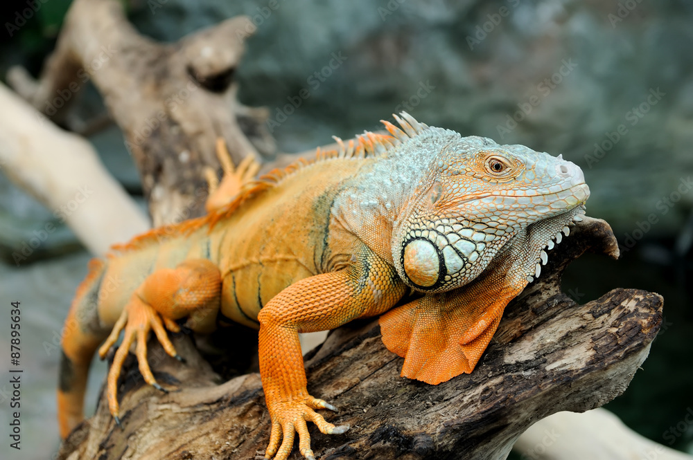 Iguana Iguana