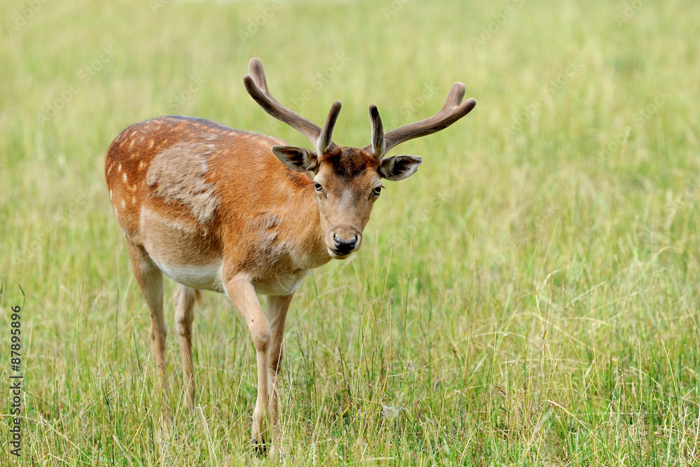 Naklejka premium Whitetail Deer