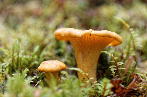 Two chantarelles in moss