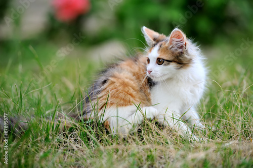 Young cat © byrdyak