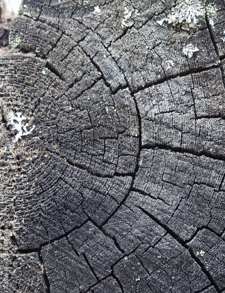 old cut down a tree old cut down a tree