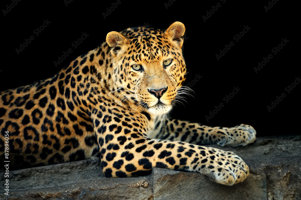 Obraz premium Leopard