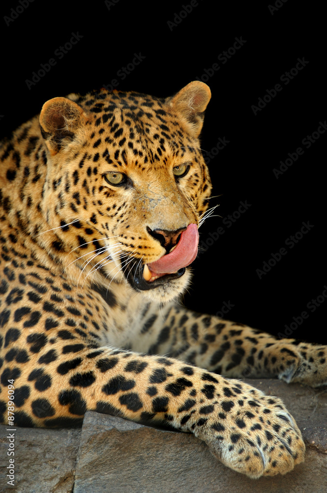 Leopard Leopard