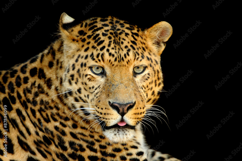 Leopard Leopard