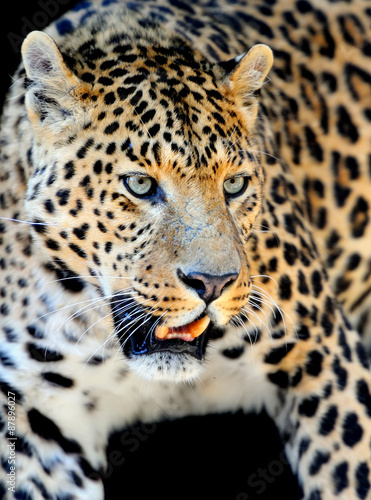 Leopard