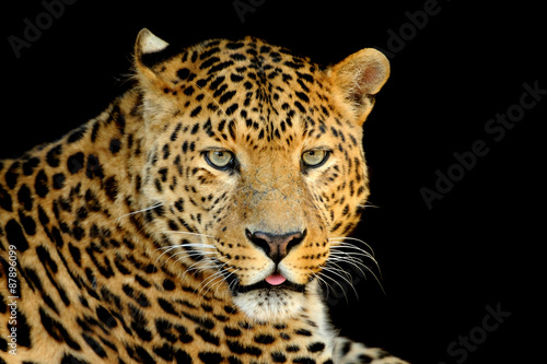 Leopard #87896099