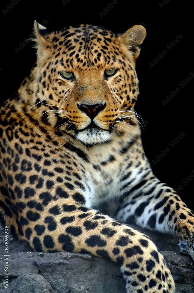 Naklejka premium Leopard