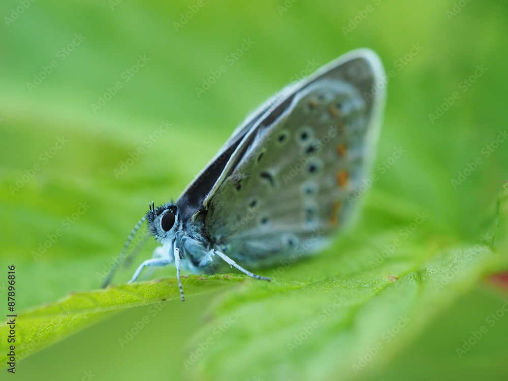 copper-butterfly in the forest copper-butterfly in the forest