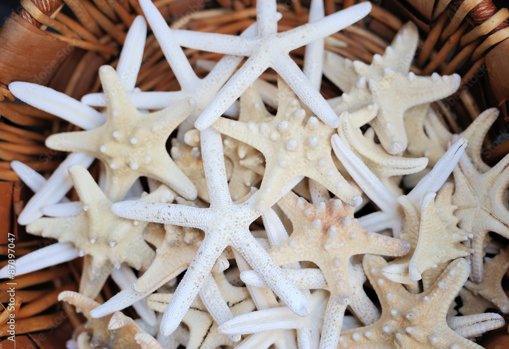 Seashells Seashells