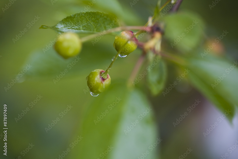Cherry Cherry