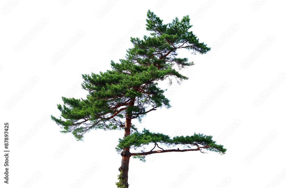 Pine tree Pine tree