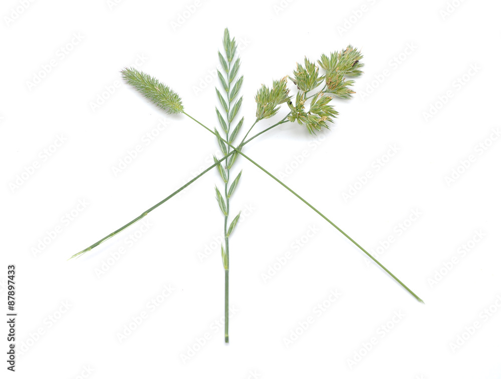 Fototapeta premium cereals on a white background