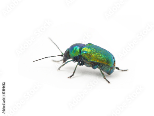 a beetle on a white background