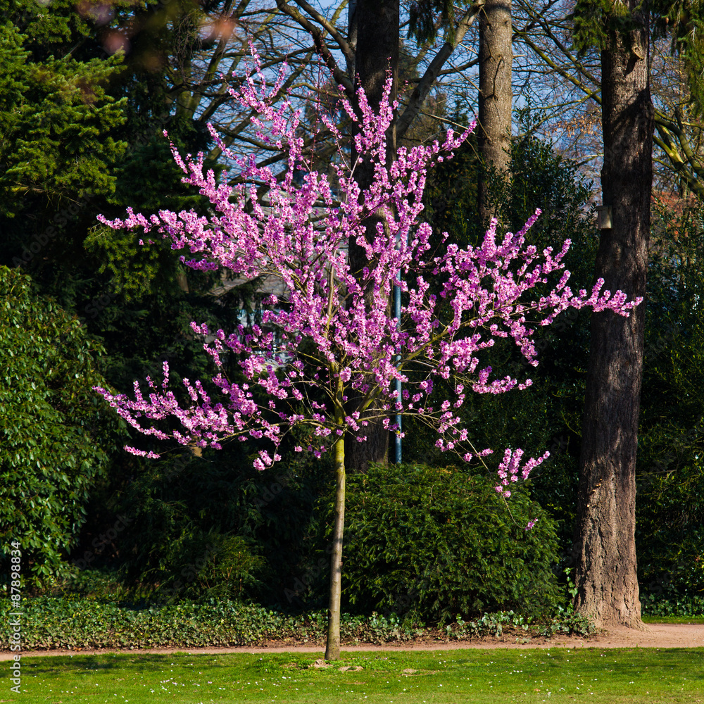 Pink Sakura flower blooming Pink Sakura flower blooming