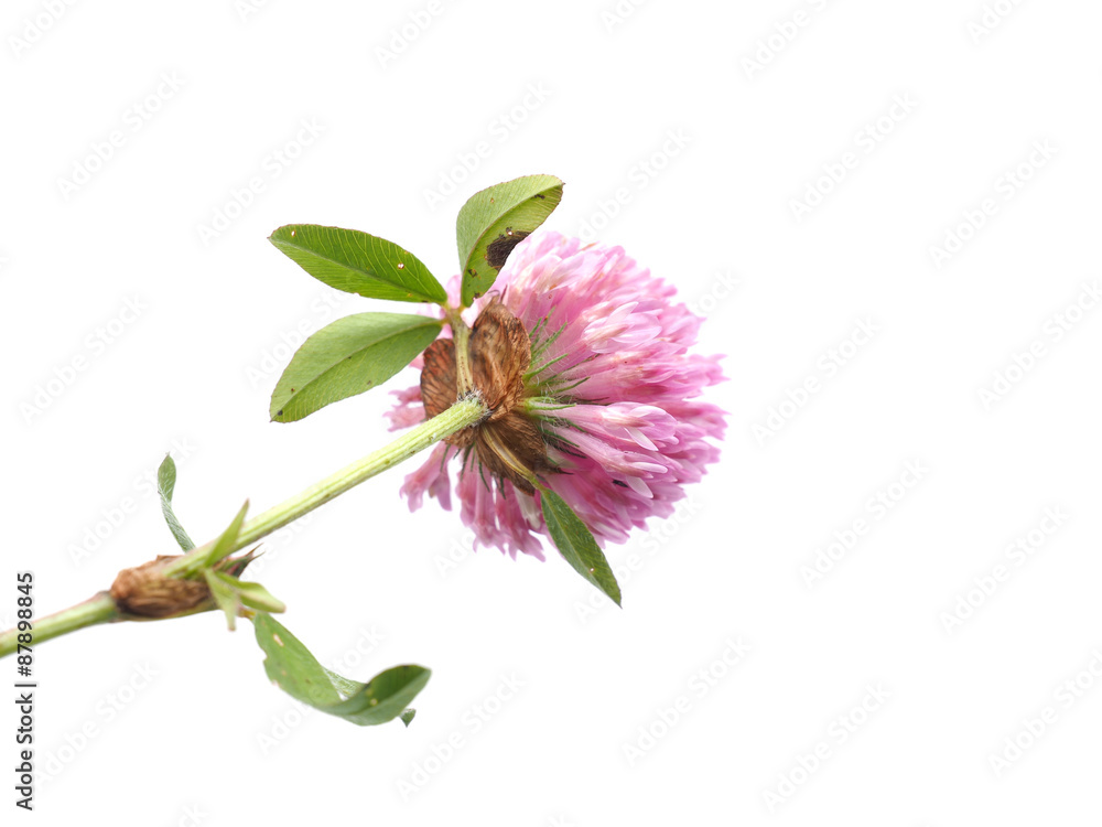 leaf clover flower on a white background leaf clover flower on a white background