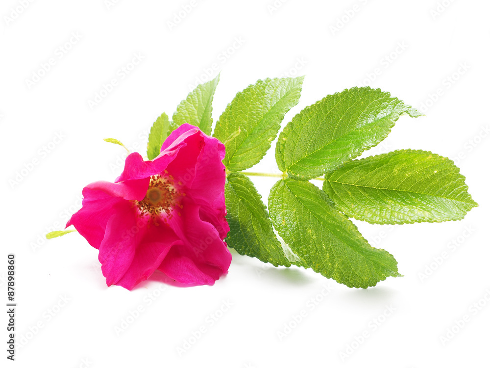 flower wild rose on a white background flower wild rose on a white background