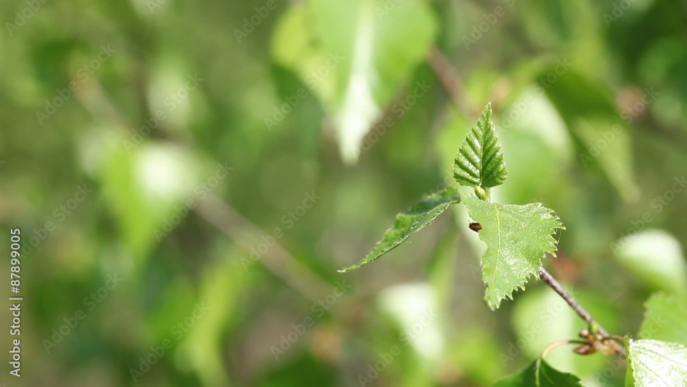Birch tree sprout in the spring - slight wind movement Birch tree sprout in the spring - slight wind movement
