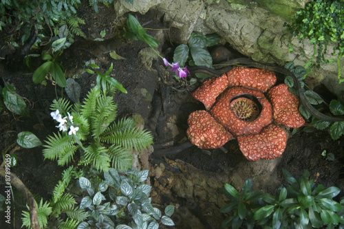 Rafflesia, the biggest flower in the world with rotting meat smell. . photo