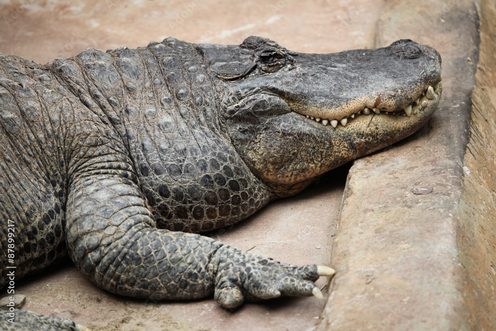 American alligator (Alligator mississippiensis). American alligator (Alligator mississippiensis).