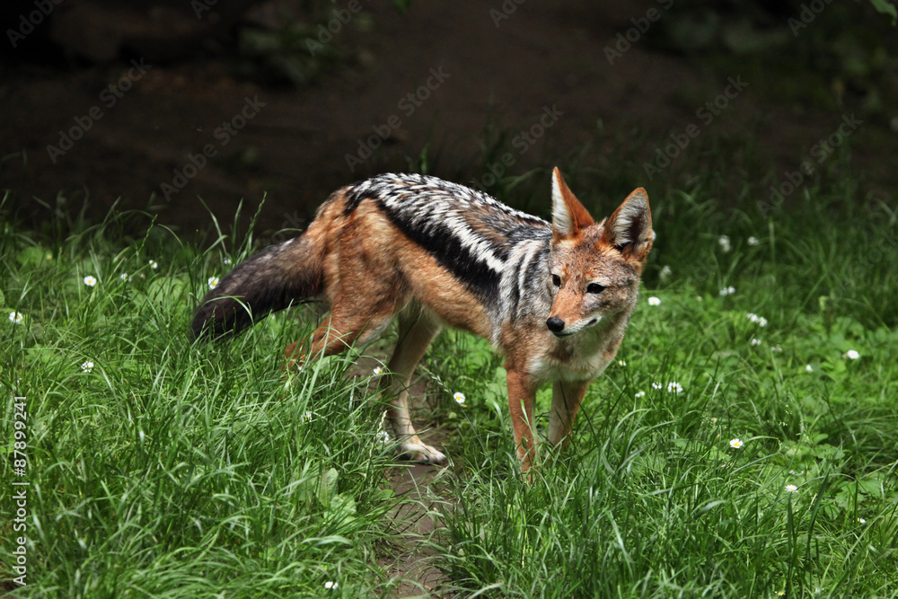 Black-backed jackal (Canis mesomelas). Black-backed jackal (Canis mesomelas).