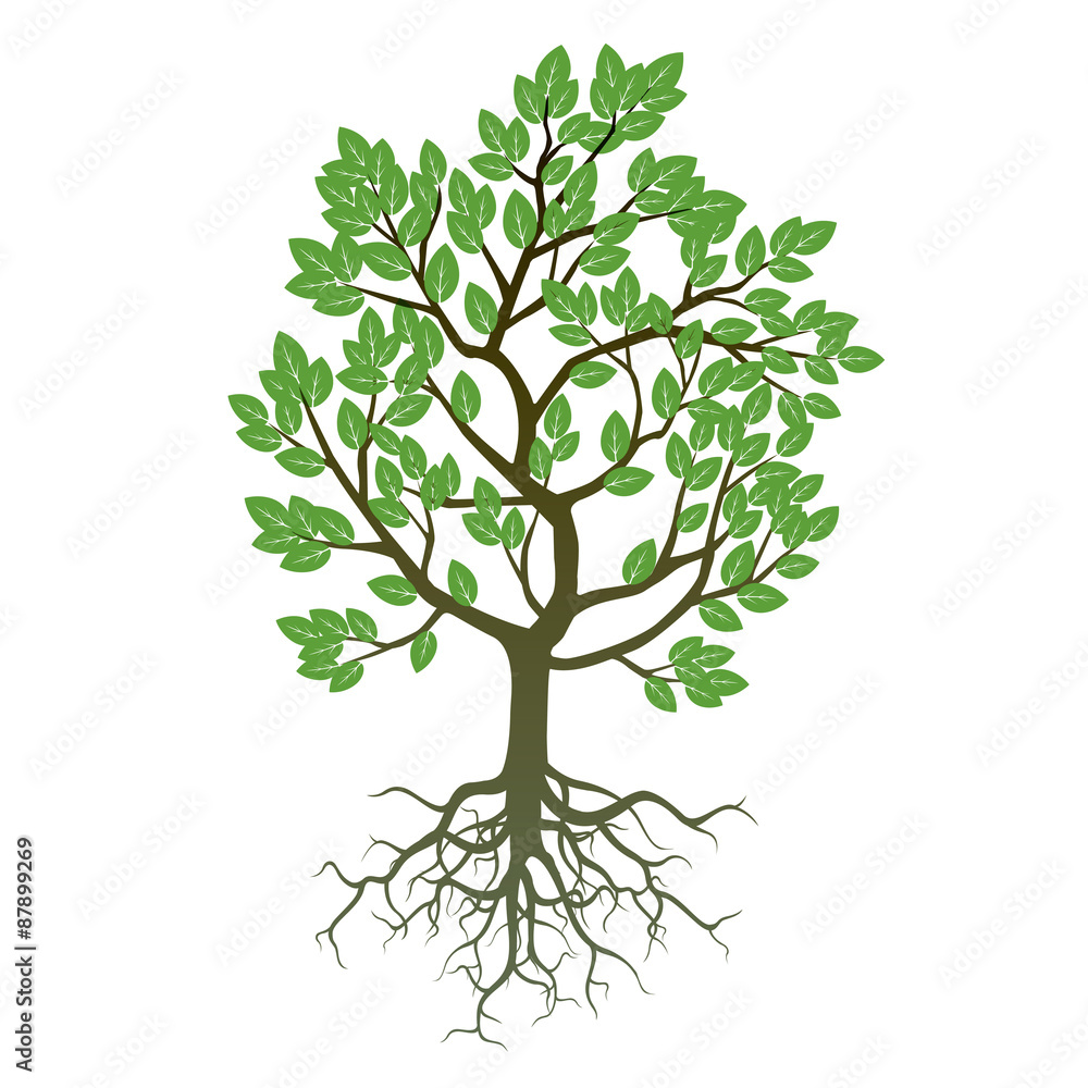 Obraz premium Tree and Roots. Vector Illustration.