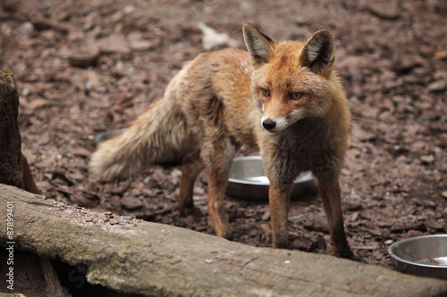 Red fox (Vulpes vulpes). © Vladimir Wrangel