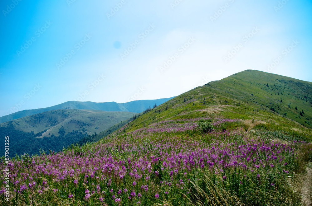 Bright pink field flowers in the mountains.