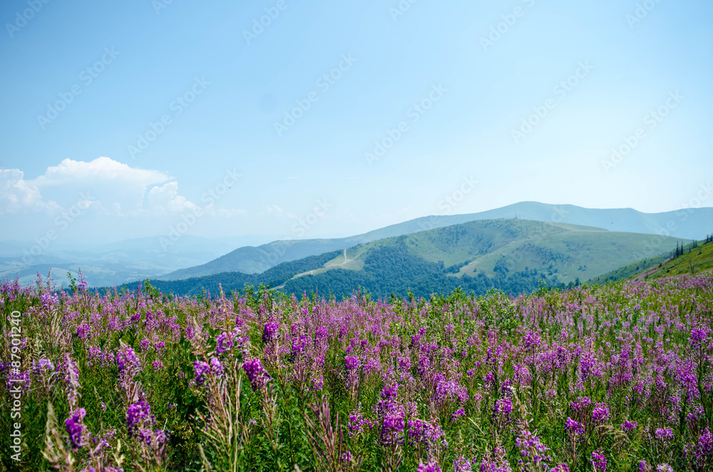 Bright pink field flowers in the mountains.
