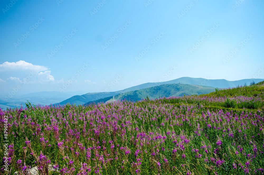 Bright pink field flowers in the mountains.