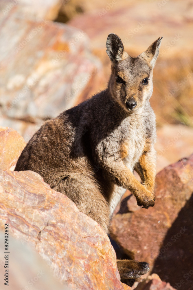 Australian Rock Wallaby