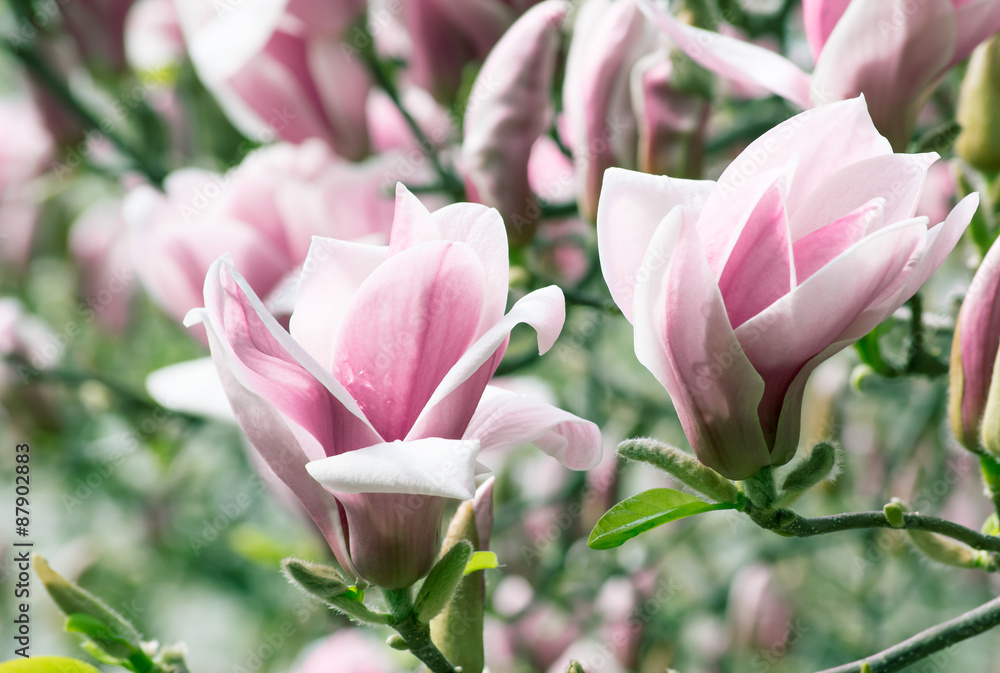 Spring floral background with magnolia flowers. Spring floral background with magnolia flowers.