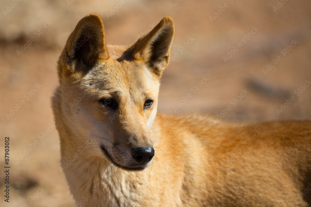 Wild Dingo