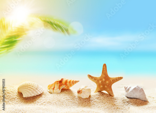  seashells on the sandy tropical beach and palm