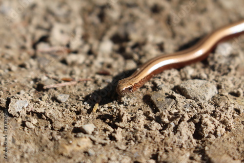 "Slow Worm" (or Blind Worm) in Innsbruck, Austria. Its scientific name is Anguis Fragilis, native to Europe and Asia. They are lizards spending much of the time hiding underneath objects. 