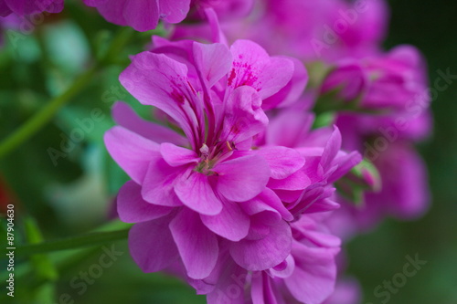 Fototapeta Naklejka Na Ścianę i Meble -  Pinke Geranien