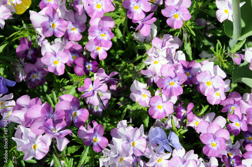 Small lila pansies