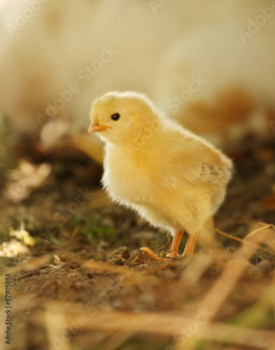 Fotografija New Born Yellow Baby Chick in afternoon light