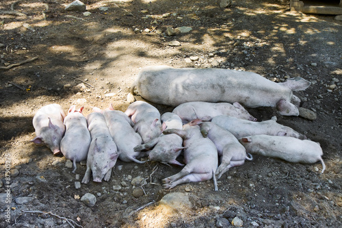 Group of sleeping piglets with the sow in a country farm