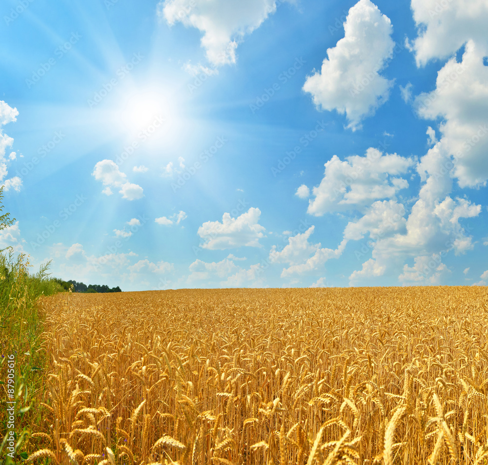 Naklejka premium Wheat field