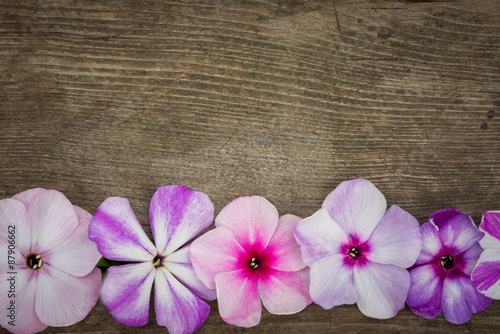 border from flowers phlox on wooden background with copy space