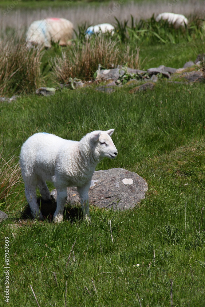 Naklejka premium Lamb