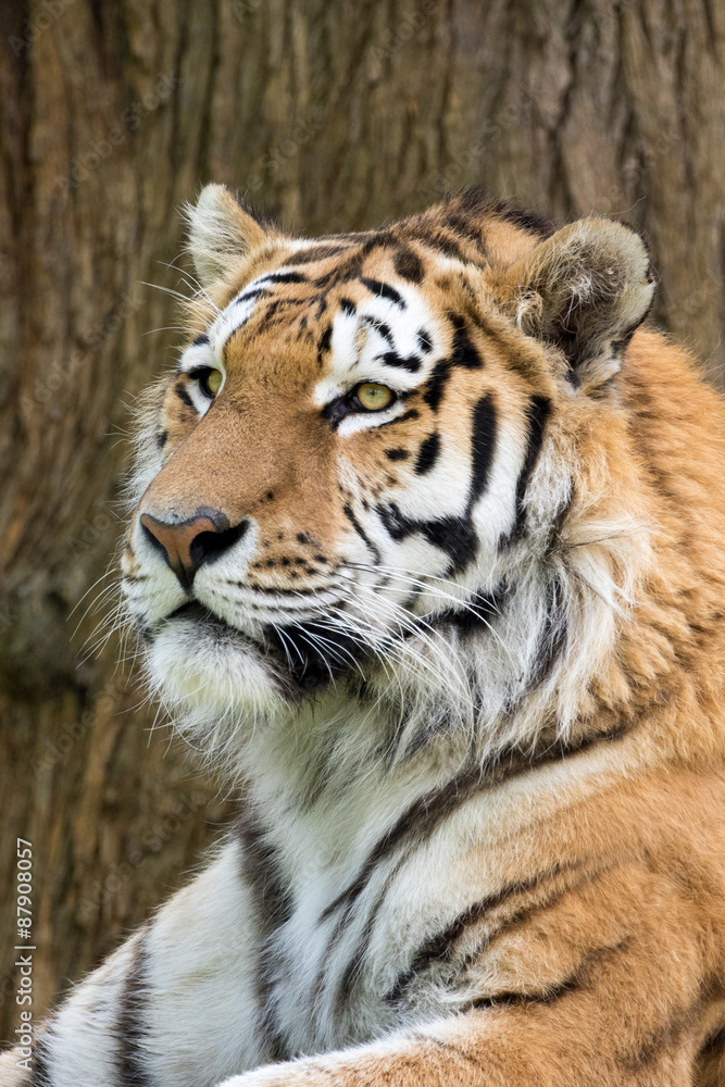Fototapeta premium Amur Tiger profile head and shoulders. Panthera tigris ataica