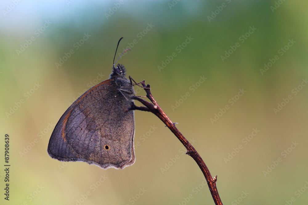 Obraz premium Butterfly - Meadow brown (Maniola jurtina) covered morning dew