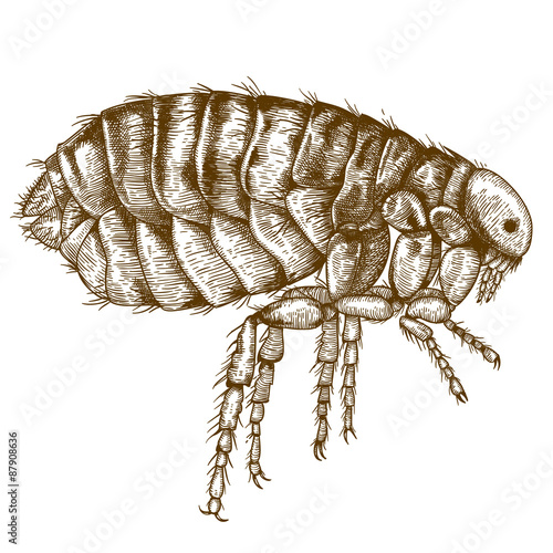 engraving  antique illustration of flea