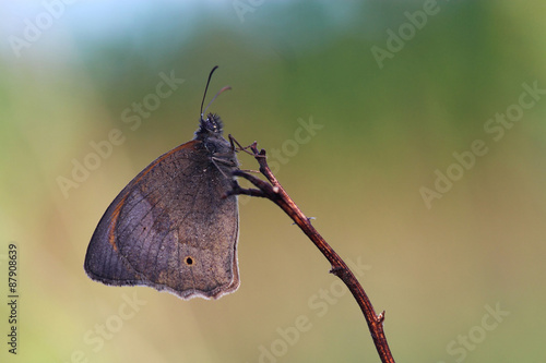Fototapeta Butterfly - Meadow brown (Maniola jurtina) covered morning dew