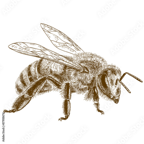 engraving  antique illustration of honey bee