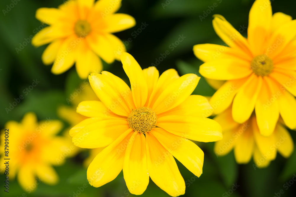 マーガレットの花 マーガレットの花