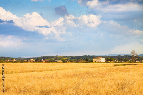 Tuscan countryside with cornfield in the foreground  Italy 